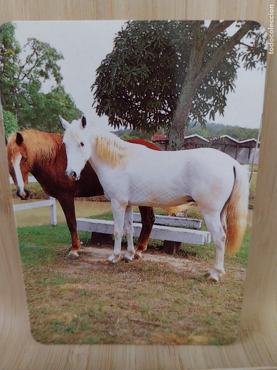 Kalender: CABALLOS CALENDARIO A&Ntilde;O 1995 PUBLI *** APARICIO I II *** REF L 143
