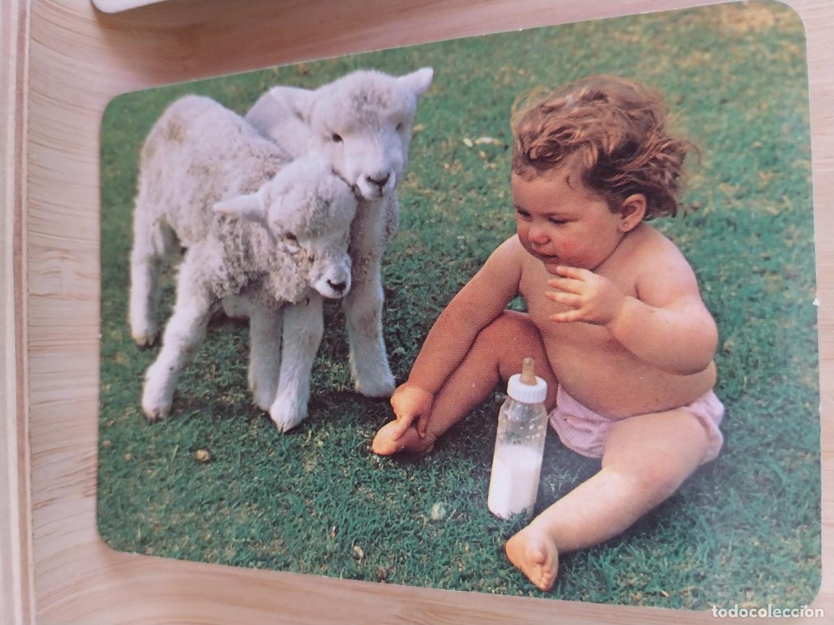 Kalender: CORDEROS BEBE CALENDARIO A&Ntilde;O 2003 PUBLI *** CARNICERIA JOAQUIN *** REF BO 584 ***