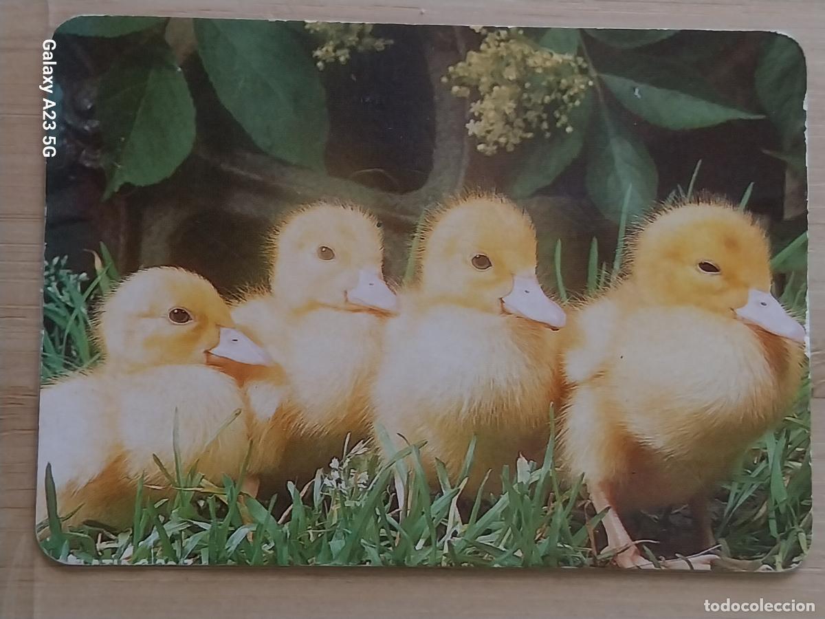 Calendarios: POLLOS CALENDARIO 1993 PUBLICIDAD PANADERIA HNOS CASTILLO REF BO 5742