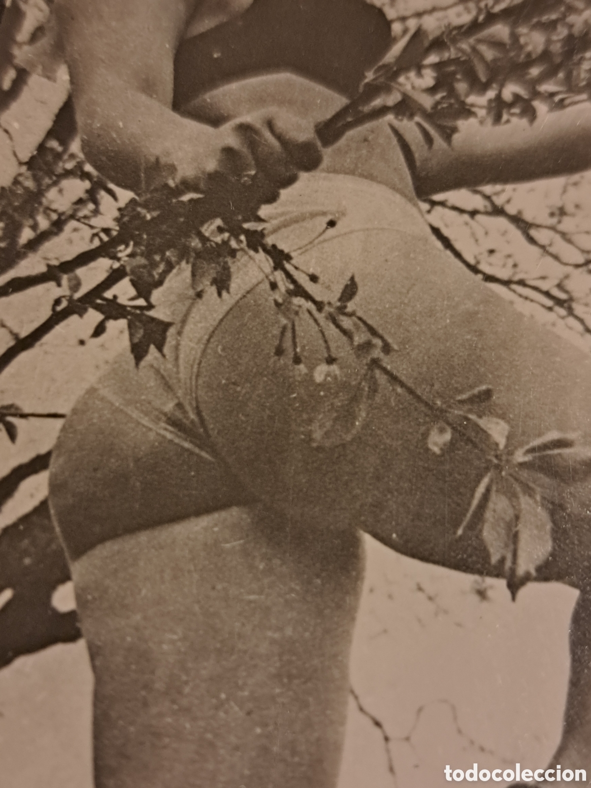 Andere Artikel: Antigua fotograf&iacute;a erotica pornografica de mujer desnuda subida a un &aacute;rbol