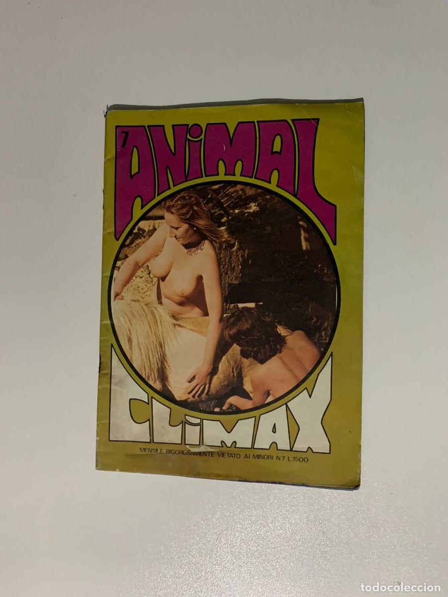 animal climax n.7 color climax animal magazine - Compra venta en  todocoleccion