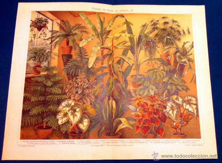 Collectionnisme d'affiches: LITOGRAF&Iacute;A - PLANTAS DE ADORNO - ESPASA - 1920 - COMO NUEVA
