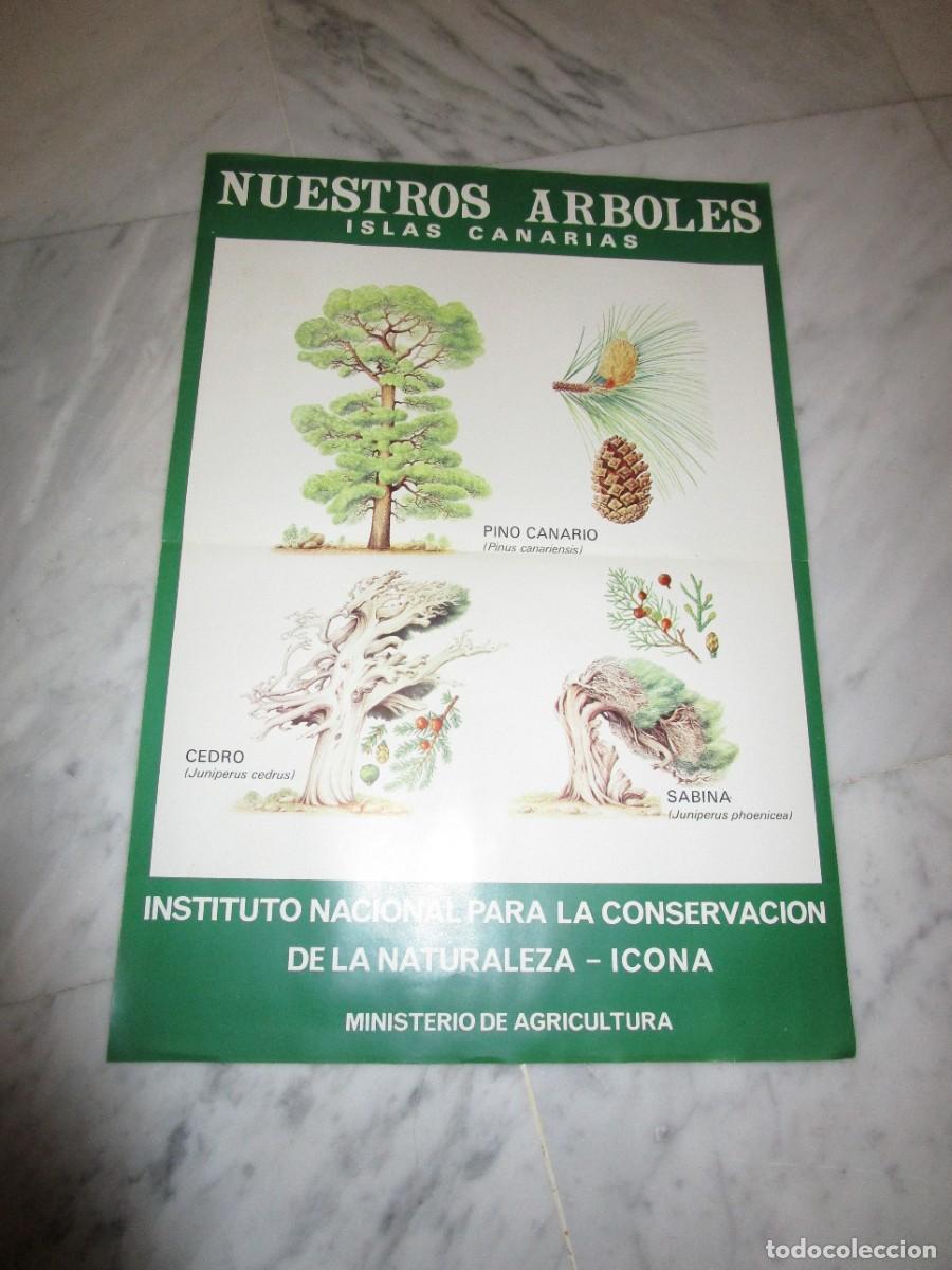 Coleccionismo de carteles: nuestros arboles: islas canarias - Foto 1