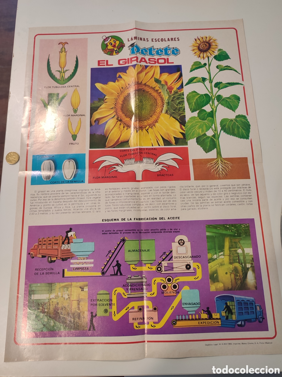 Coleccionismo de carteles: P&oacute;ster. L&aacute;mina Escolar. PETETE. El Girasol. 1983.