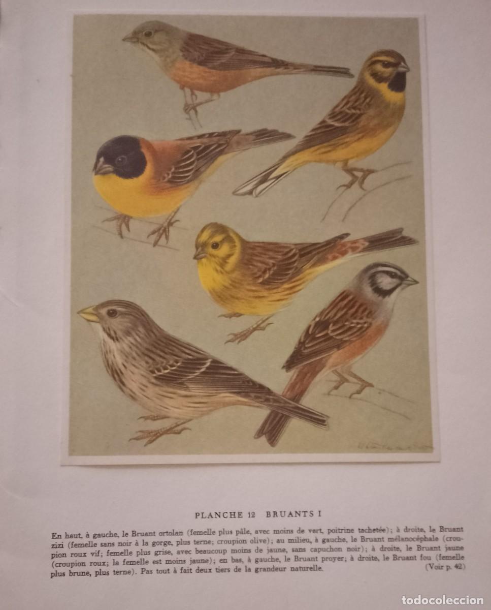 Coleccionismo de carteles: 12 Verderones.LES OISEAUX NICHEURS D' EUROPE I (LAS AVES REPRODUCTORAS DE EUROPA)