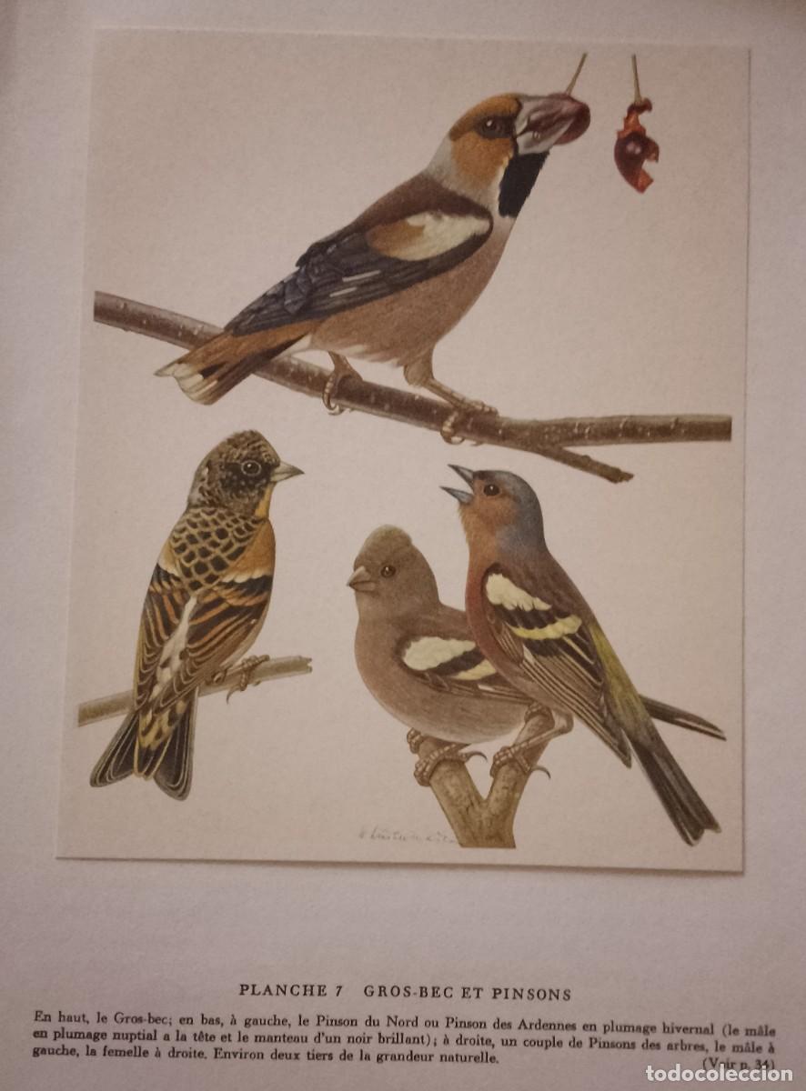 Coleccionismo de carteles: Lamina 7 PICO GRUESO Y PINZONES. LES OISEAUX NICHEURS D' EUROPE I (LAS AVES REPRODUCTORAS DE EUROPA)