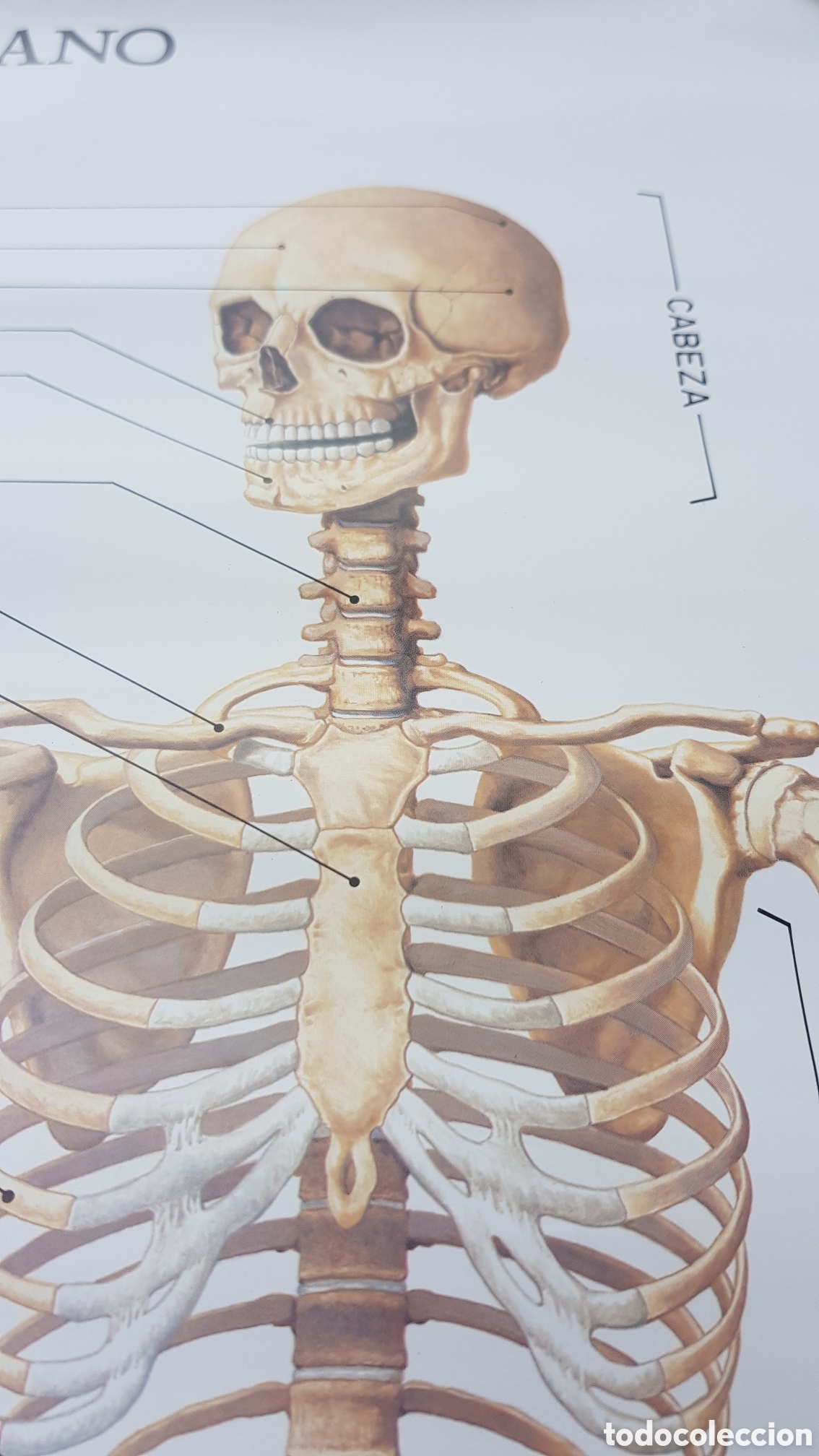 Coleccionismo de carteles: Lamina Esqueleto Humano - Foto 2
