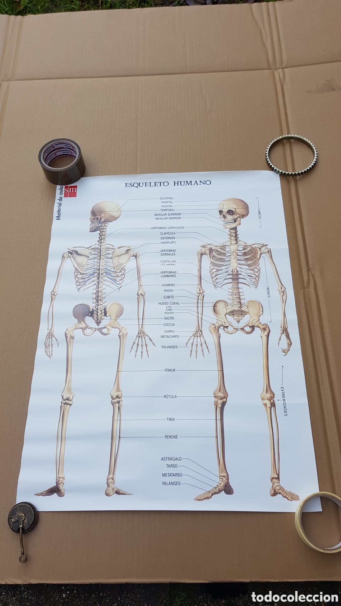 Coleccionismo de carteles: Lamina Esqueleto Humano - Foto 1