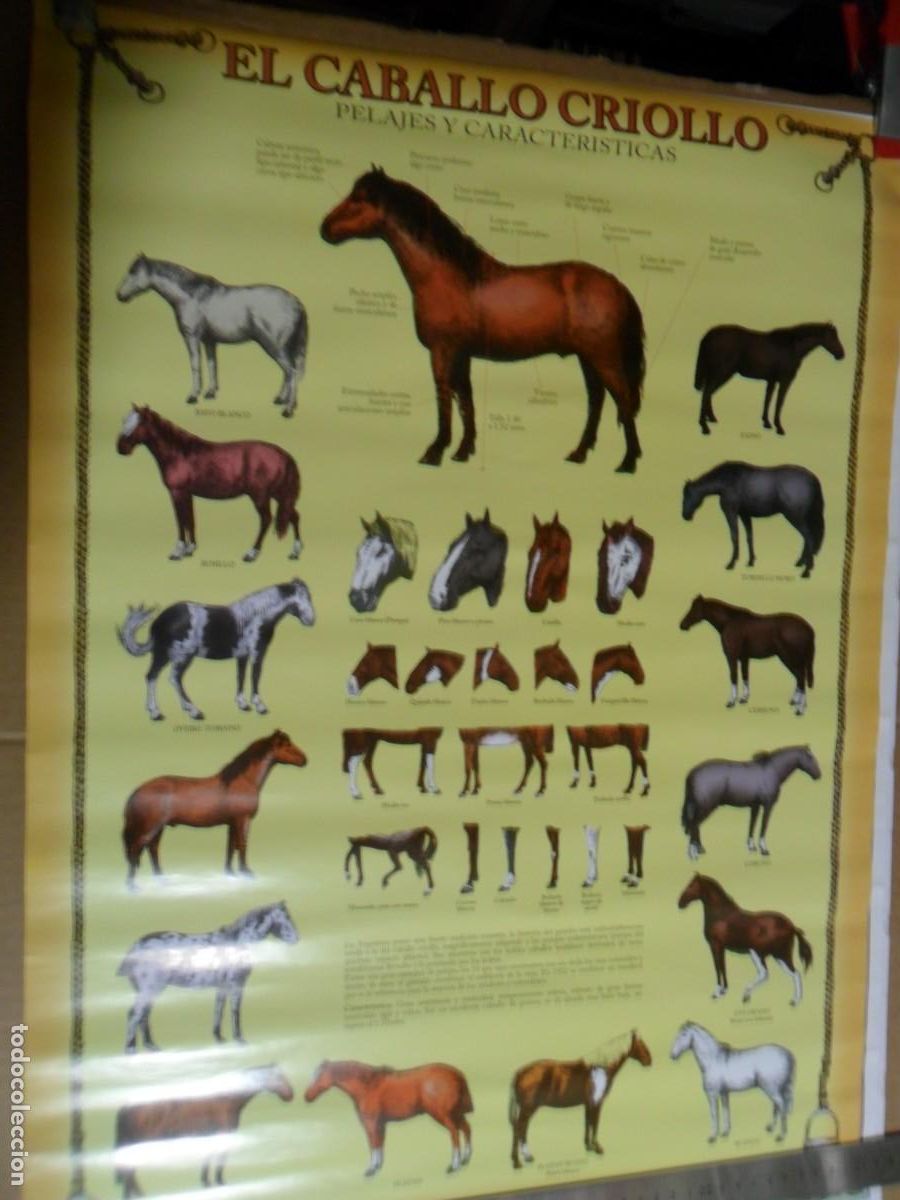 Coleccionismo de carteles: CARTEL EL CABALLO CRIOLLO - Foto 1