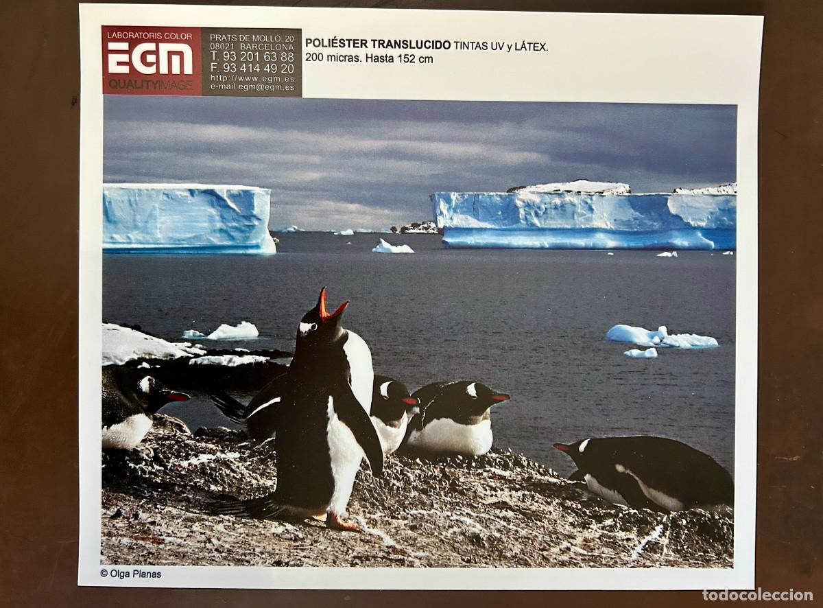 Collectionnisme d'affiches: PING&Uuml;INOS PAPUA - PYGOSCELIS PAPUA - - FOTO OLGA PLANAS - MODELO DE POLI&Eacute;STER TRANSL&Uacute;CIDO - EGM