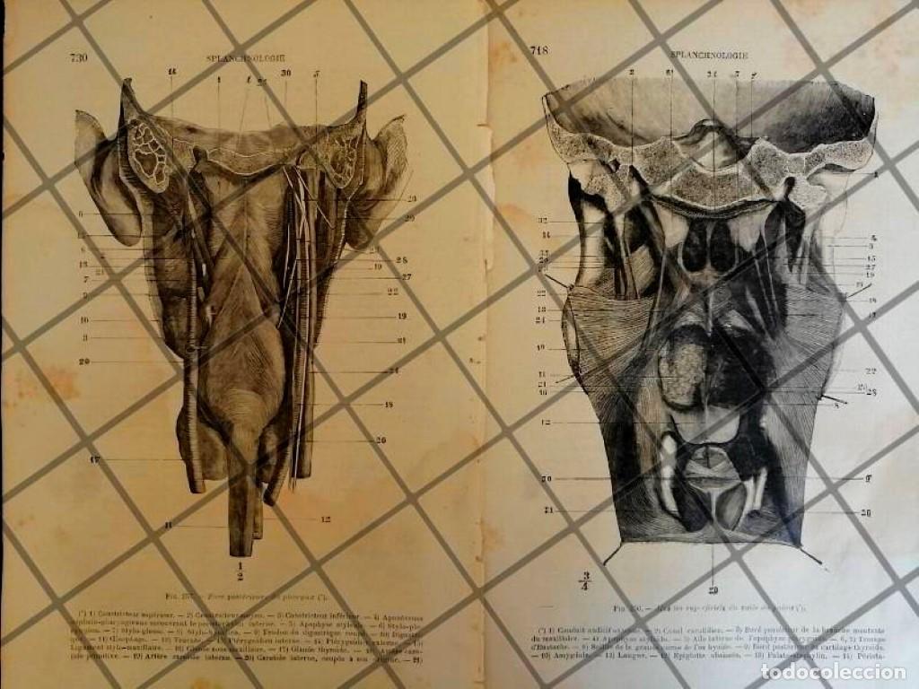 Poster collecting: GRABADO MEDICO ANTIGUO 1877 MUSCULOS CUELLO TRASERO /09