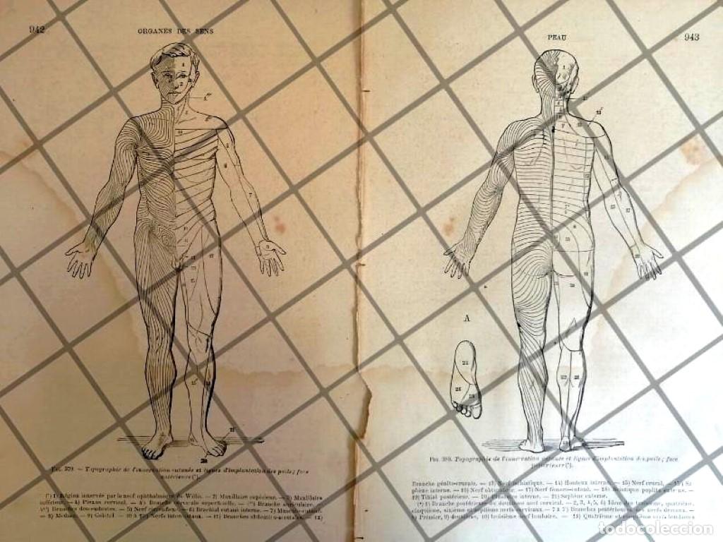 Poster collecting: GRABADO MEDICO ANTIGUO 1877 PUNTOS NERVIOSOS. /14