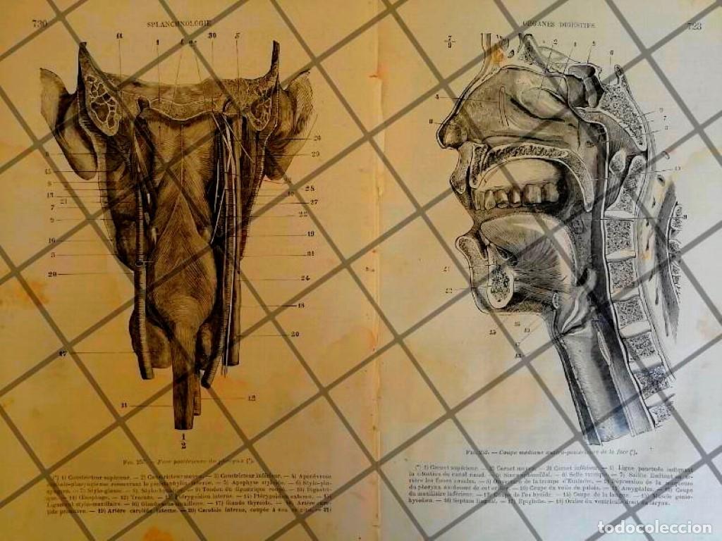 Poster collecting: GRABADO MEDICO ANTIGUO 1877 ORGANOS DIGESTIVOS /10