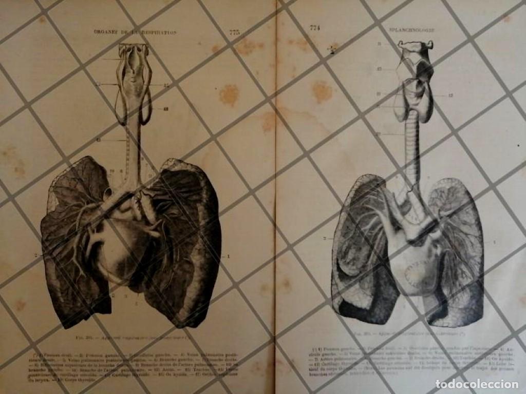 Poster collecting: GRABADO MEDICO ANTIGUO 1877 SISTEMA RESPIRATORIO. /16