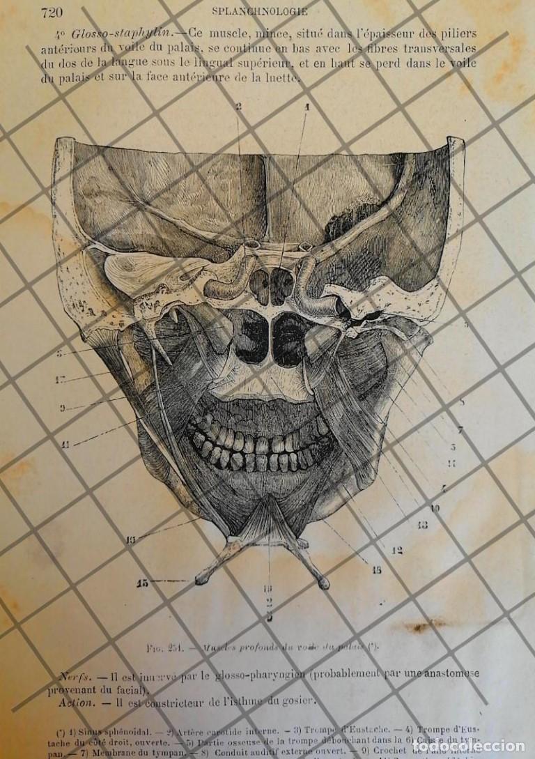 Collezionismo di affissi: GRABADO MEDICO ANTIGUO 1877 S. MUSCULO CRANEAL /08