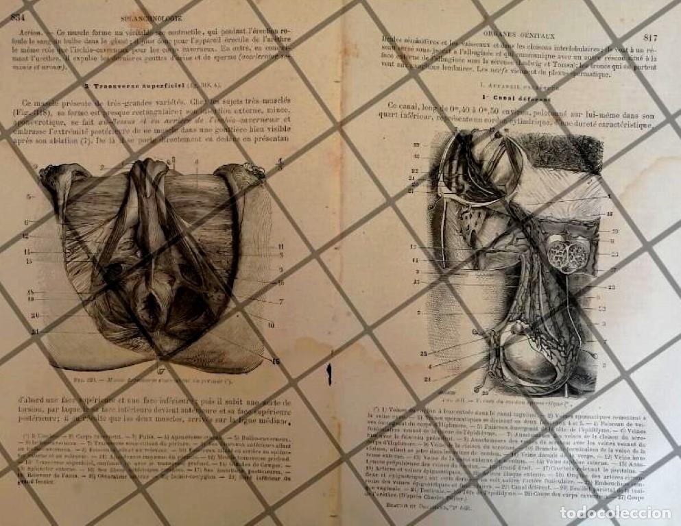 Collezionismo di affissi: GRABADO MEDICO ANTIGUO 1877 ORGANOS GENITALES TRASV. /13