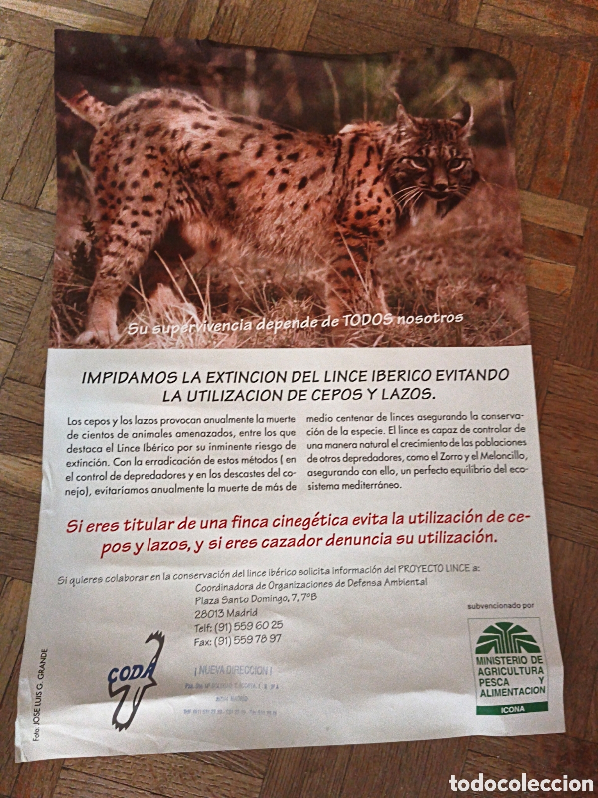 Coleccionismo de carteles: Poster Lince Ib&eacute;rico - Foto 1