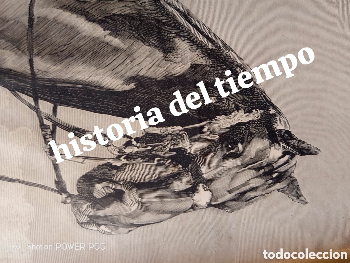 Coleccionismo de carteles: Alfonso xII militar a caballo - Foto 4