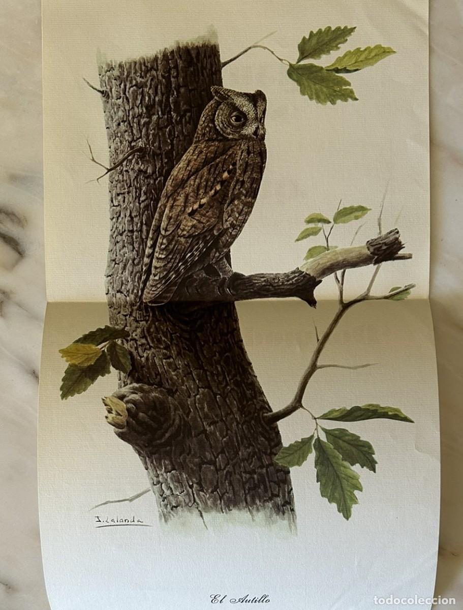 Coleccionismo de carteles: EL AUTILLO - OTUS SCOPS - ILUSTRACI&Oacute;N JOSECHU LALANDA - TR&Iacute;PTICO PUBLICITARIO DE ROCHE 1976