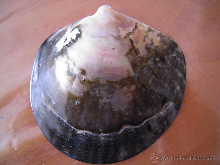 Ceniceros: Cenicero concha de n&aacute;car - Foto 2