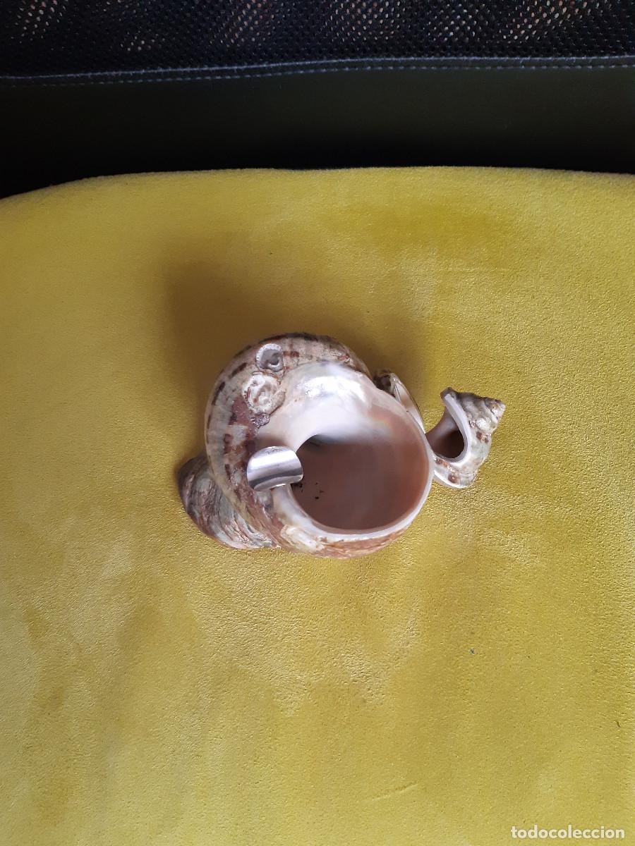 Ceniceros: Cenicero en forma de concha - Foto 3
