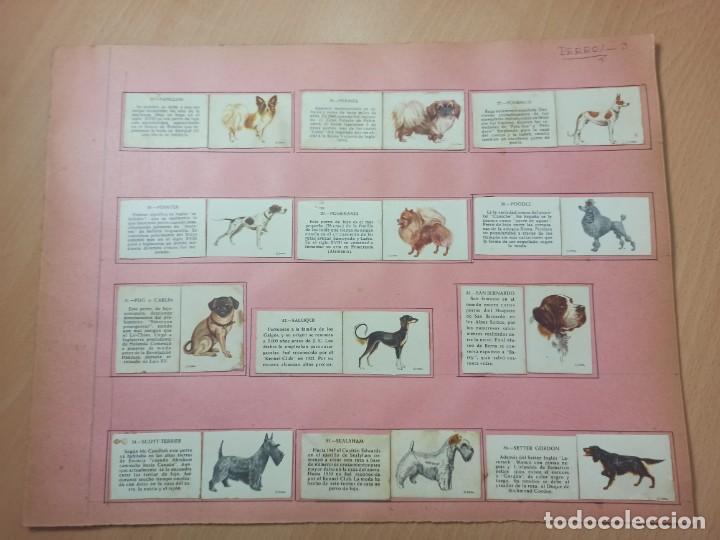 Cajas de cerillas: COLECCI&Oacute;N CAJA DE CERILLAS TEMA PERROS - Foto 1