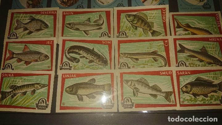 Cajas de cerillas: LOTE DE 12 ETIQUETAS DE CAJAS DE CERILLAS ESTRANGERAS TEMA PECES DRAVA , LEER DESCRIPCION