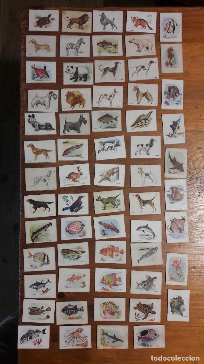 Cajas de cerillas: Tapas de cajas de cerillas (animales) - Foto 2