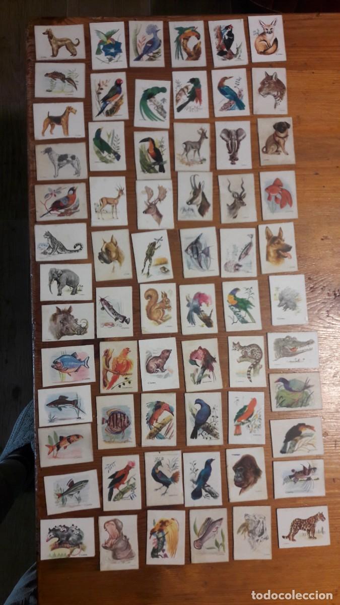 Cajas de cerillas: Tapas de cajas de cerillas (animales) - Foto 3