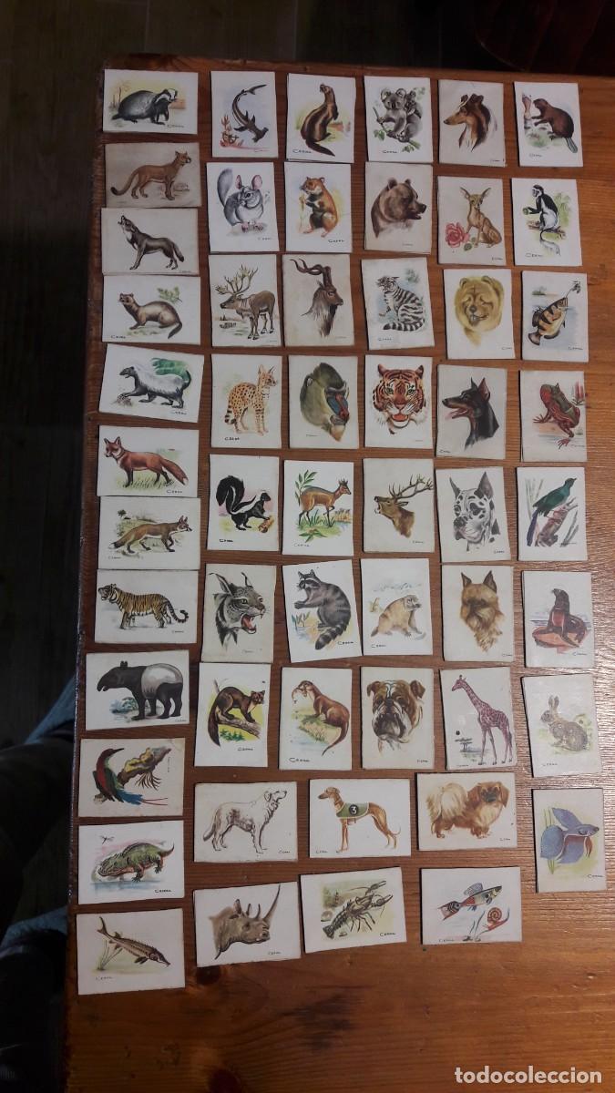 Cajas de cerillas: Tapas de cajas de cerillas (animales) - Foto 1