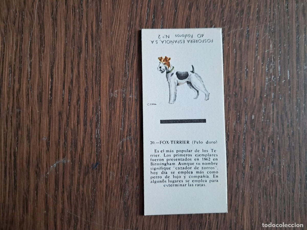 Cajas de cerillas: Caja de cerillas - Perros - N&ordm; 20 Fox Terrier - Fosforera Espa&ntilde;ola n&ordm; 2, a&ntilde;os 60-70.