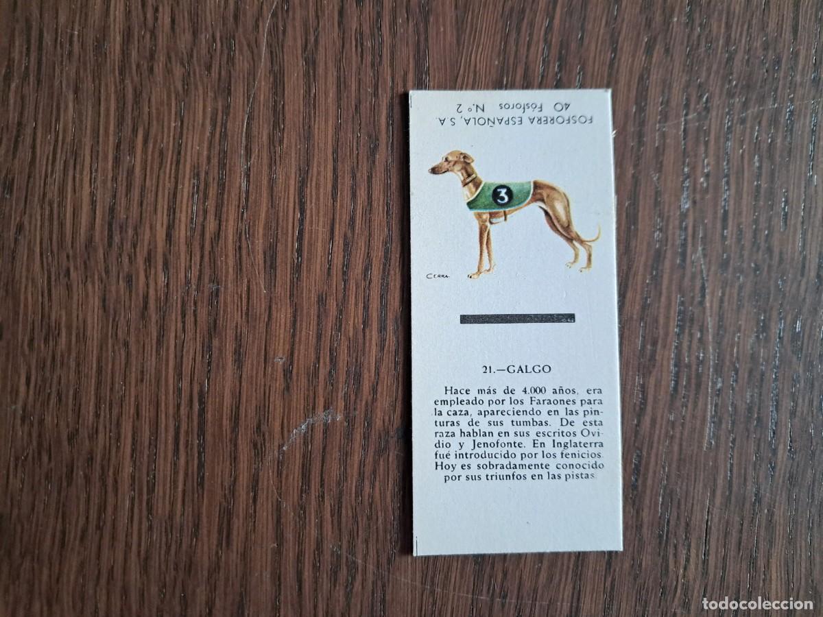 Cajas de cerillas: Caja de cerillas - Perros - N&ordm; 21 Galgo - Fosforera Espa&ntilde;ola n&ordm; 2, a&ntilde;os 60-70.