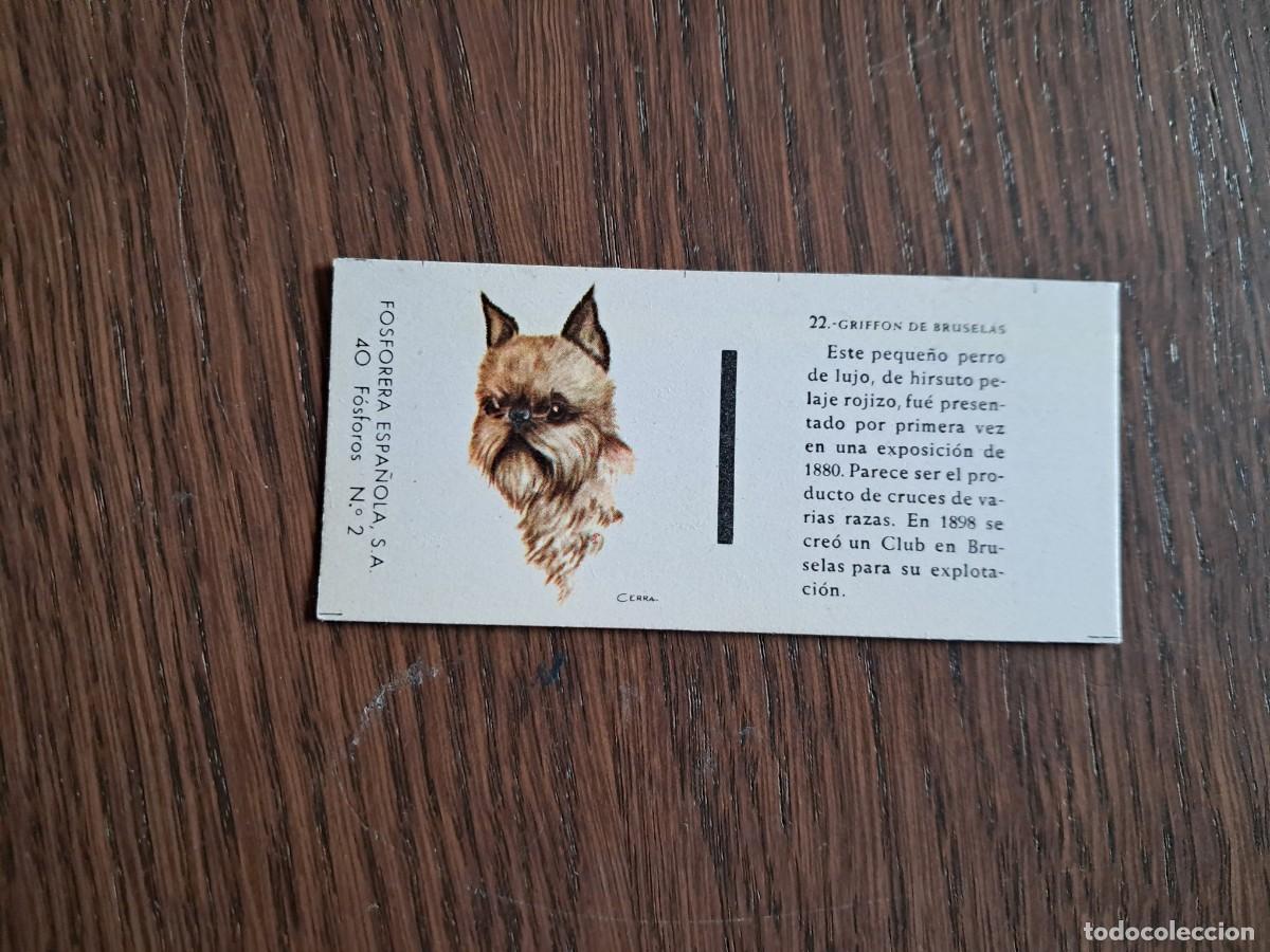 Cajas de cerillas: Caja de cerillas - Perros - N&ordm; 22 Griffon de Bruselas - Fosforera Espa&ntilde;ola n&ordm; 2, a&ntilde;os 60-70.