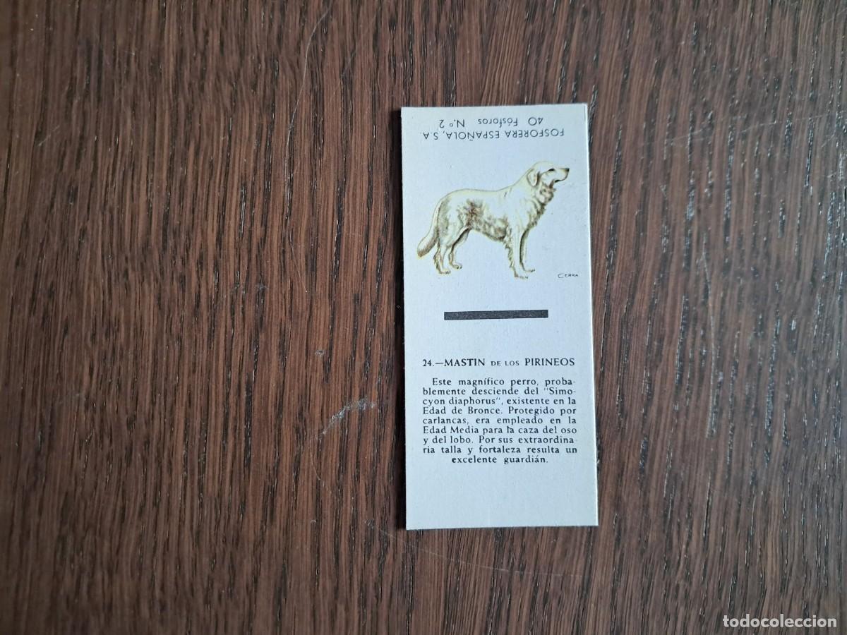 Cajas de cerillas: Caja de cerillas - Perros - N&ordm; 24 Mastin de los pirineos - Fosforera Espa&ntilde;ola n&ordm; 2, a&ntilde;os 60-70.