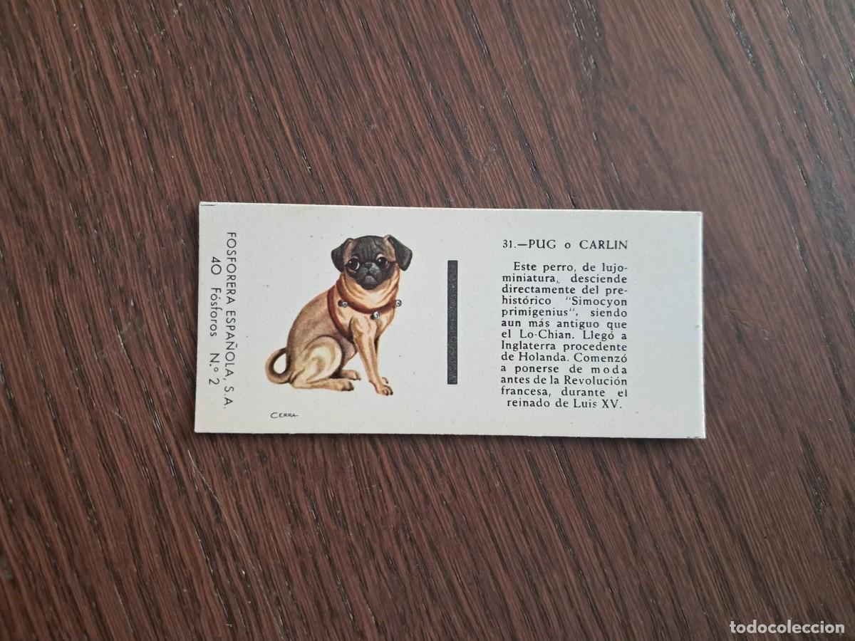 Cajas de cerillas: Caja de cerillas - Perros - N&ordm; 31 pug o carlin - Fosforera Espa&ntilde;ola n&ordm; 2, a&ntilde;os 60-70.