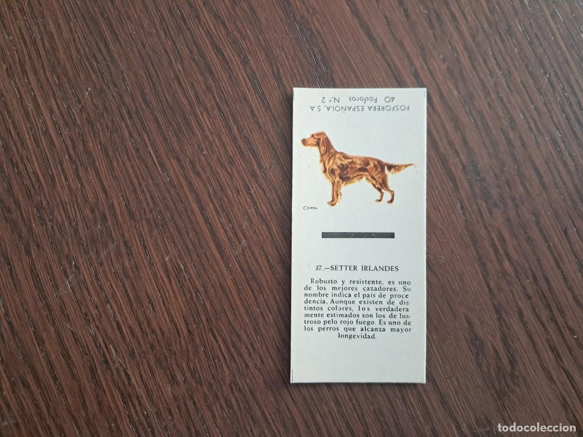 Cajas de cerillas: Caja de cerillas - Perros - N&ordm; 37 Setter Irland&eacute;s - Fosforera Espa&ntilde;ola n&ordm; 2, a&ntilde;os 60-70.