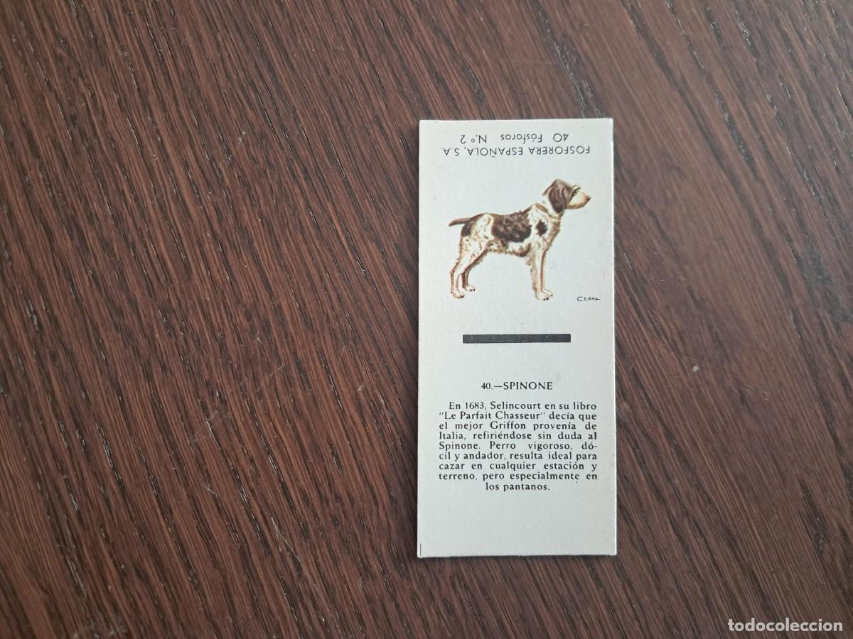 Cajas de cerillas: Caja de cerillas - Perros - N&ordm; 40 Spinone - Fosforera Espa&ntilde;ola n&ordm; 2, a&ntilde;os 60-70.