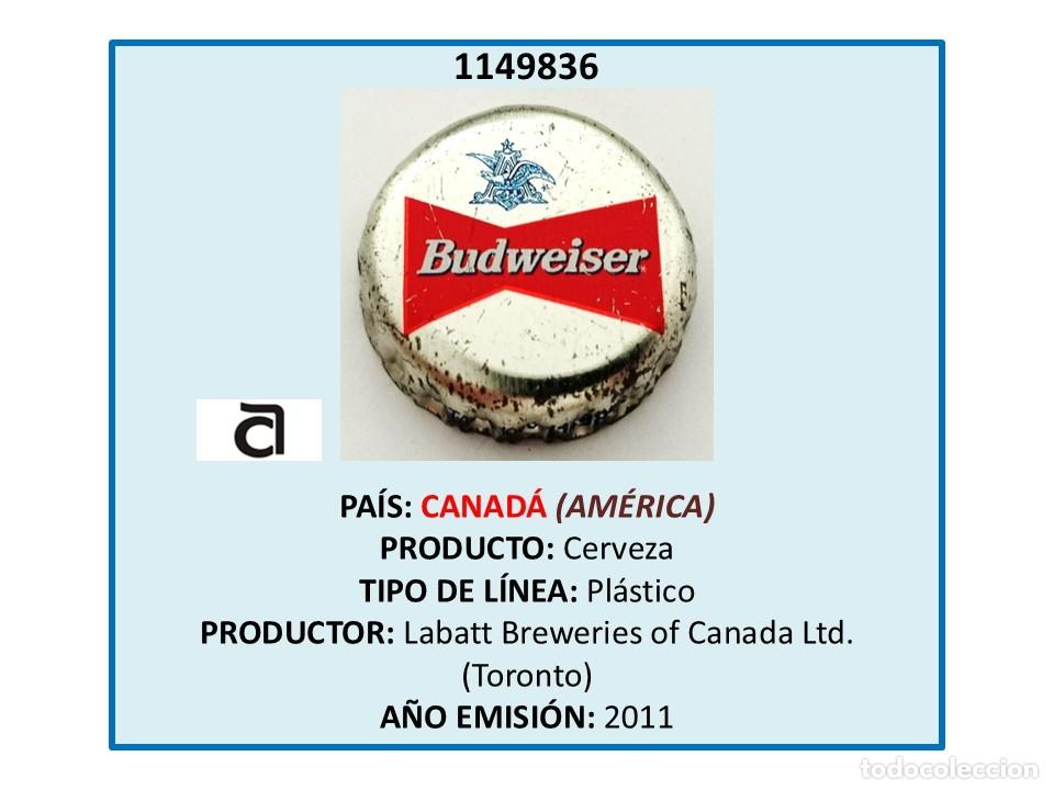 Coleccionismo de cervezas: TAPON CORONA CAPSULA CHAPA CERVEZA BUDWEISER (CANAD&Aacute;)