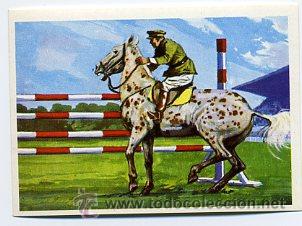 Sammelleidenschaft Sport: cromo - n&ordm; 44 hipica - los deportes / cromotecnica 1971 - caballos militar  -pide tus faltas