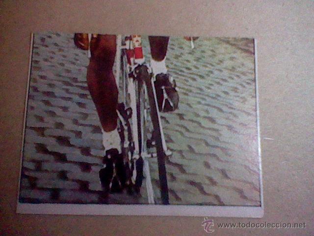 Coleccionismo deportivo: cromo SIN PEGAR NUNCA chocolates hueso ciclismo merchante 1984 n&ordm; 216  merckx