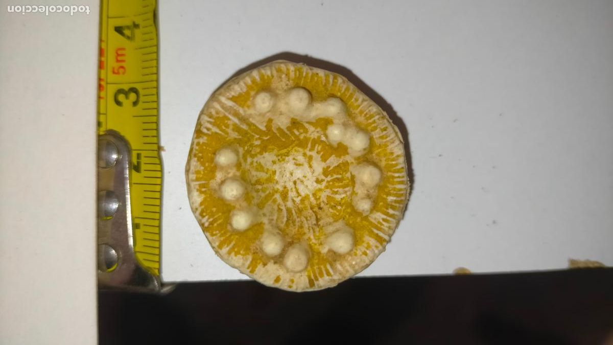 Figuras de Pres&eacute;pios: Figura de portal de bel&eacute;n antigua pl&aacute;stico diro