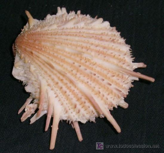 Coleccionismo de f&oacute;siles: SPONDYLUS IMPERIALIS - Foto 1