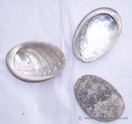 Coleccionismo de f&oacute;siles: CONCHAS NACARADAS (4 UDADES) - Foto 1