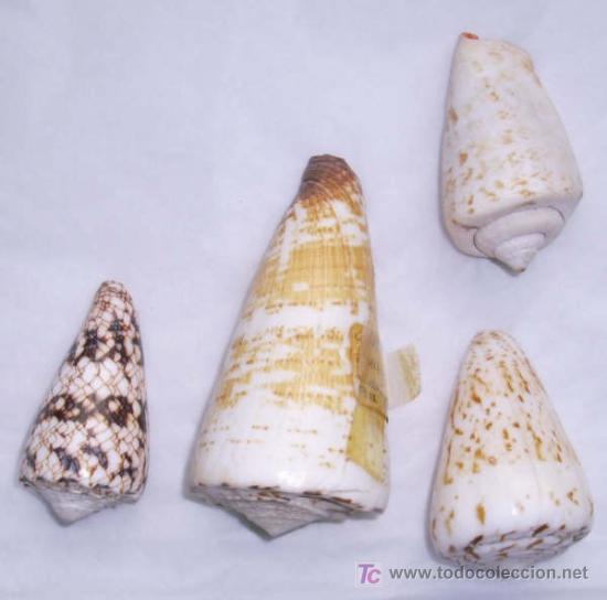 Coleccionismo de f&oacute;siles: CONUS VARIADOS(4 UDADES) - Foto 1