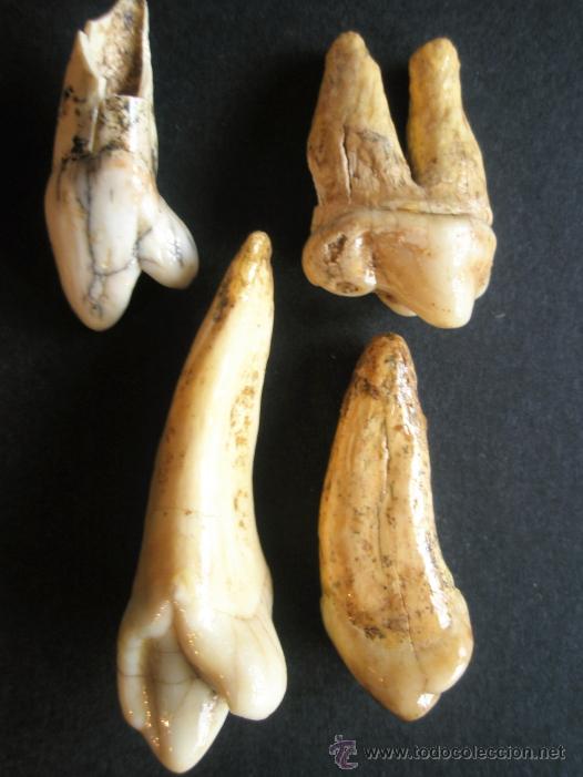 dientes fósil