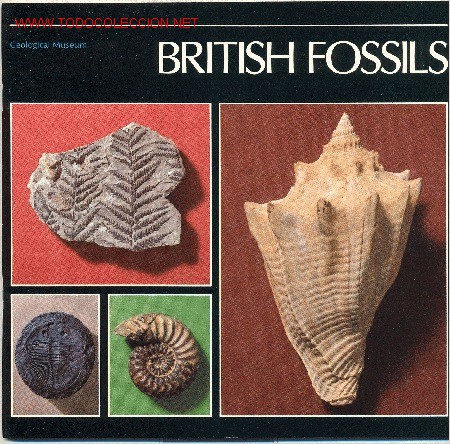 Coleccionismo de f&oacute;siles: British Fossils - Foto 1