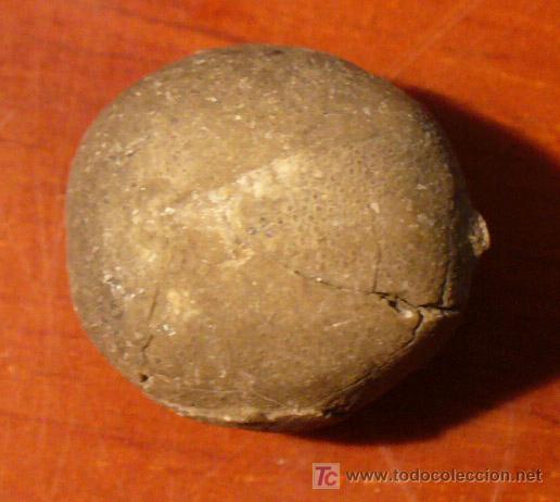 Coleccionismo de f&oacute;siles: FOSIL DE ERIZO - Foto 4