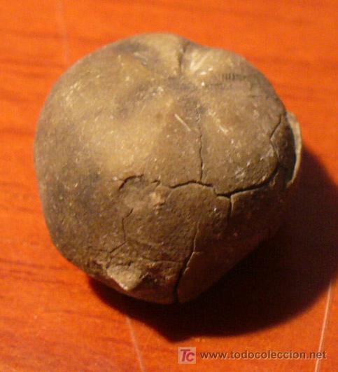 Coleccionismo de f&oacute;siles: FOSIL DE ERIZO - Foto 3