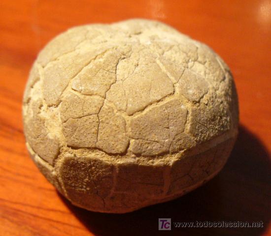 Coleccionismo de f&oacute;siles: FOSIL DE ERIZO - Foto 4