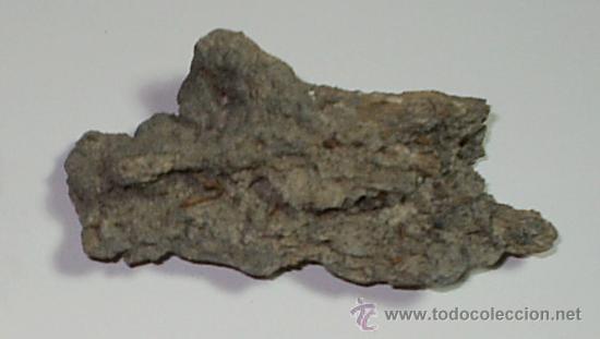 Coleccionismo de f&oacute;siles: Madera f&oacute;sil. - Foto 1